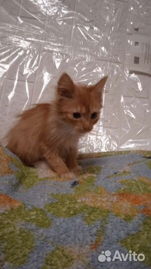 Рыжий котенок девочка