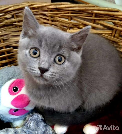 Британская кошечка 2 месяца