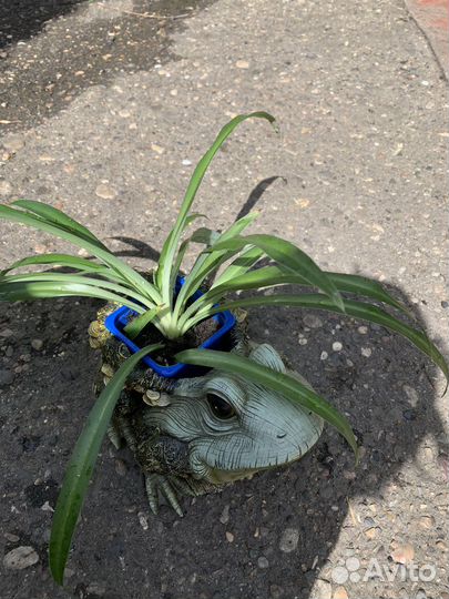 Хлорофитум