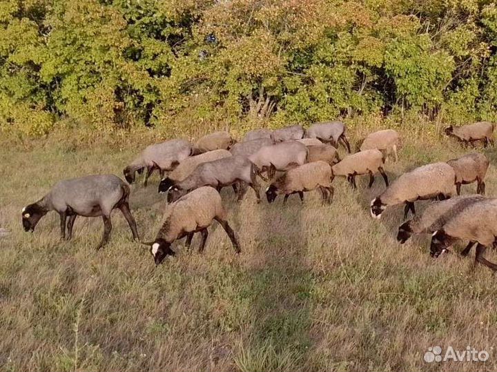 Овцы, бараны и ярки романовской породы