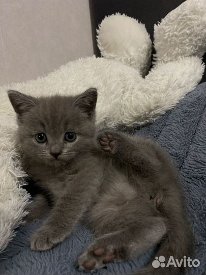 Кошечка вислоухая