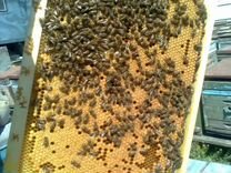 Пчелопакеты карника, Бакфаст Пчелосемьи