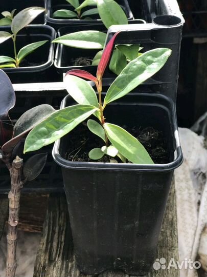 Вечно зелёный Клематис Арманда(armandi)