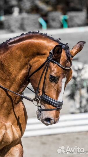 Трензель 13.5