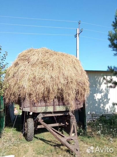 Мясо кролика