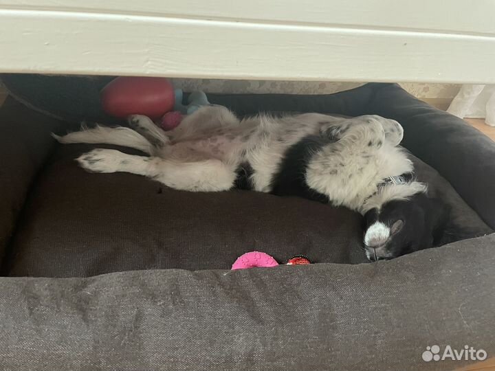 Помесь спаниеля