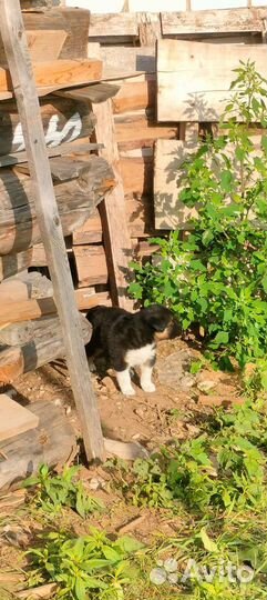 Щенок в добрые руки