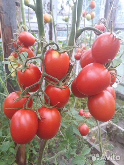 Помидоры