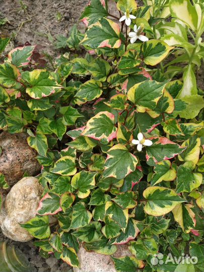 Более 100 видов растений