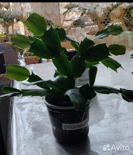 Шлюмбергера (декабрист)