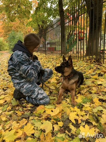 Дрессировка собак