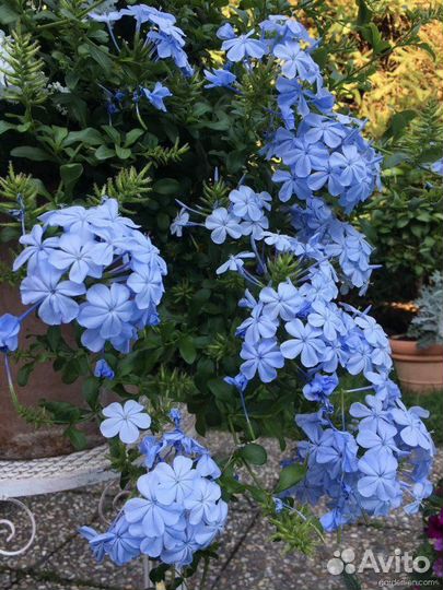 Плюмбаго (свинчатка) черенок