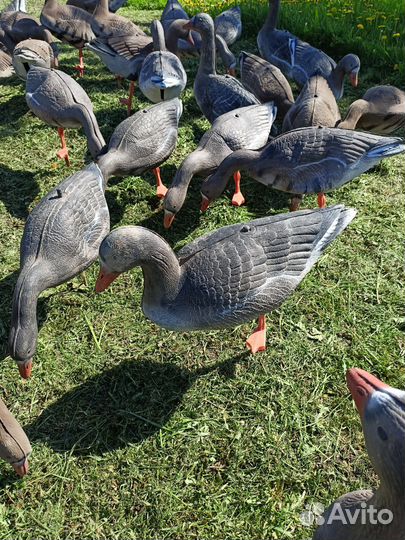 Чучела гусей для охоты бу