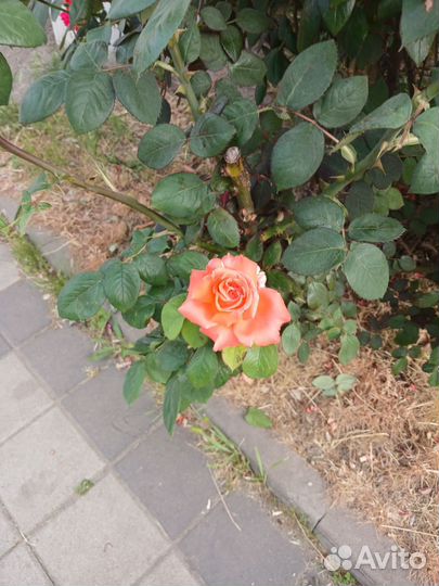 Газовая печка Гефест