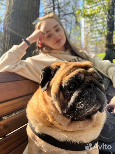 Мопс для вязки