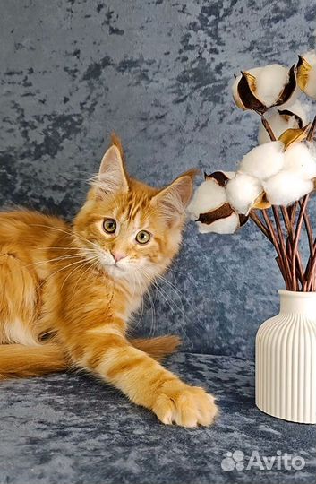 Кошка мейн-кун 3.5 месяца