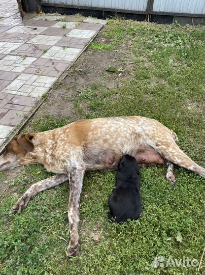 Щенки (мама Курцхаар)