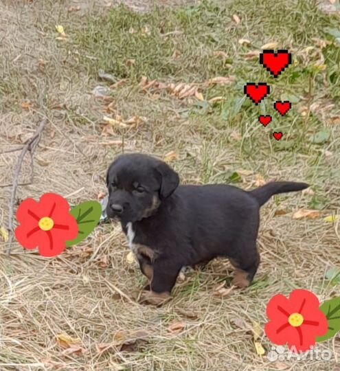 Щенки в добрые руки