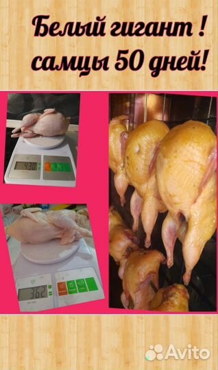 Перепелиное мясо