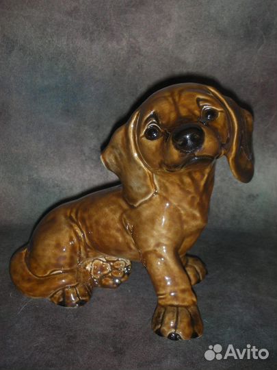 Щенок таксы