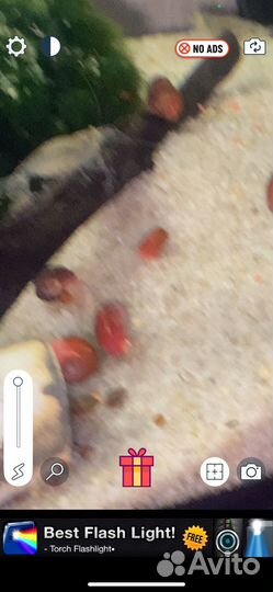 Улитки аквариумные