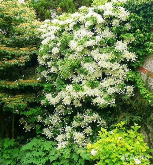 Гортензия черешковая