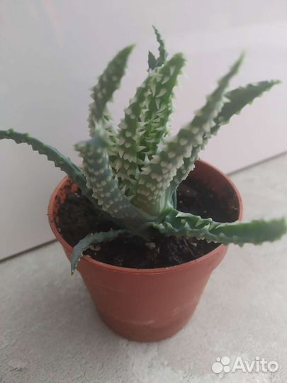 Алоэ Хумилис