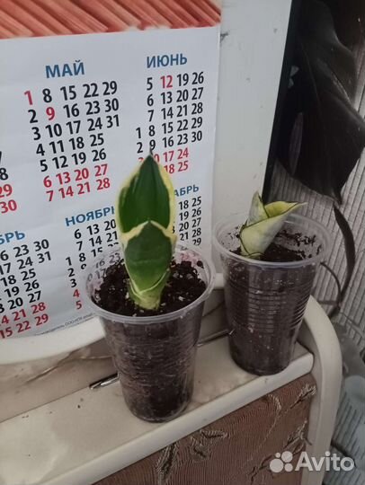 Сансевиерия ханни крео,голд