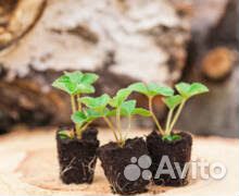 Рассада клубники