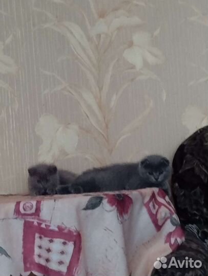 Британские котята
