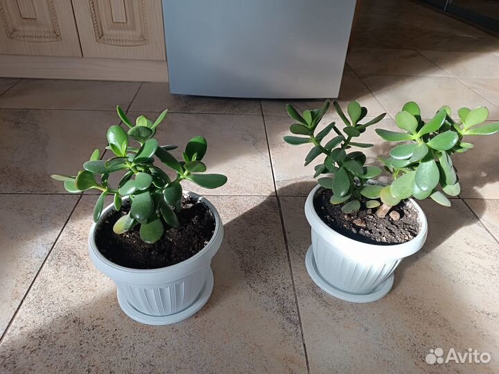 Денежное дерево красула толстянка