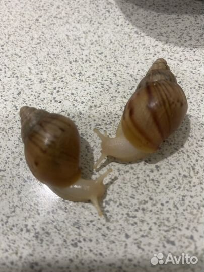 Улитки ахатины
