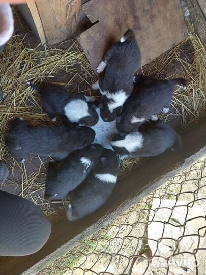 Щенки русско европейской лайки