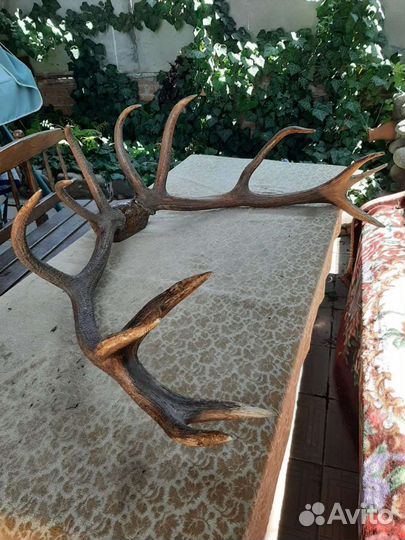 Рога благородного оленя