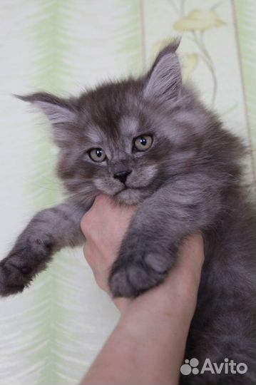 Мейн-кун мальчик