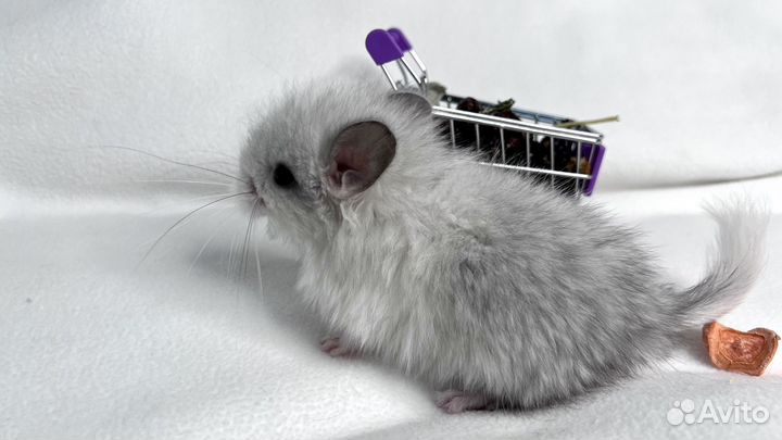 Шиншилла мальчики и девочки