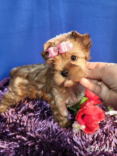 Девочка 3,5 мес золотой рыжий йорк