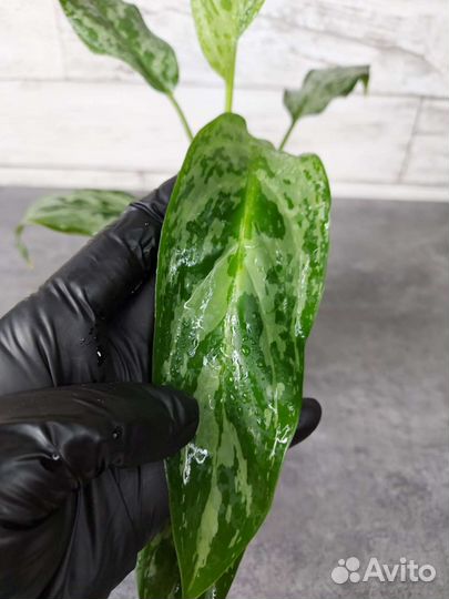 Аглаонема Green Lady