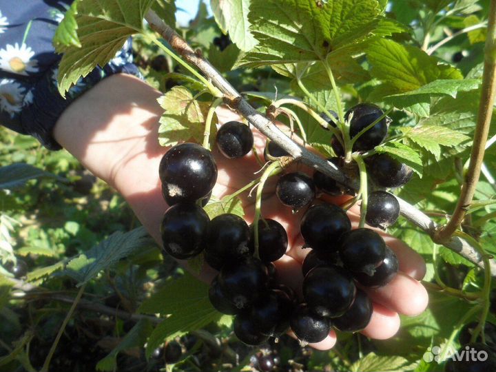 Саженцы смородины