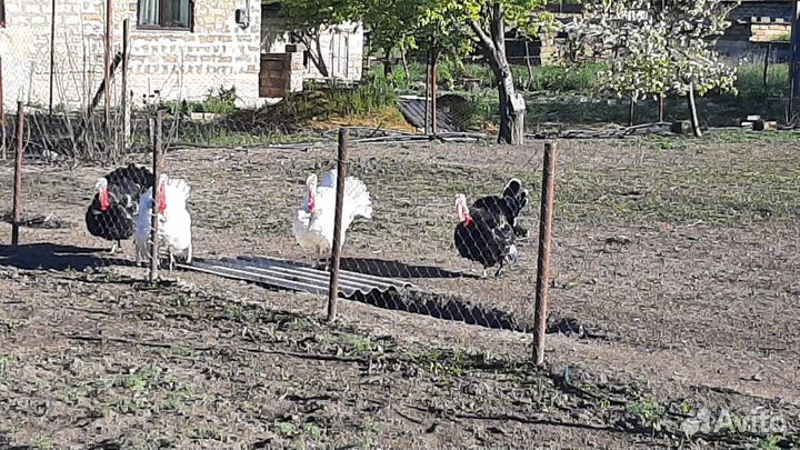 Продам индюков
