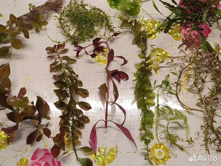 Аквариумные растения