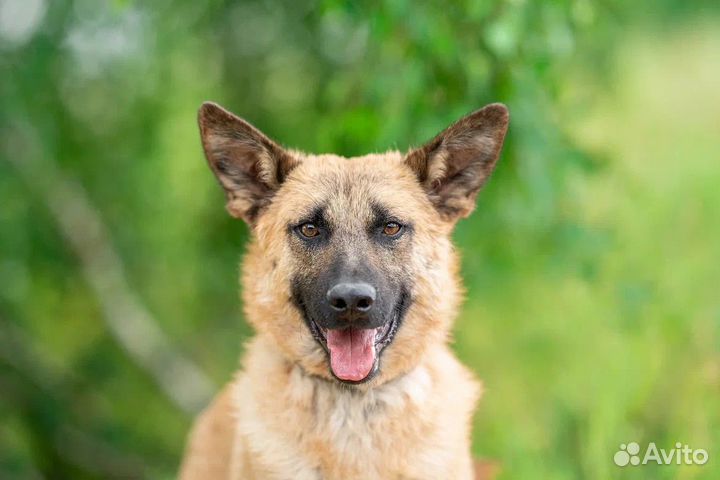 Собака в добрые руки