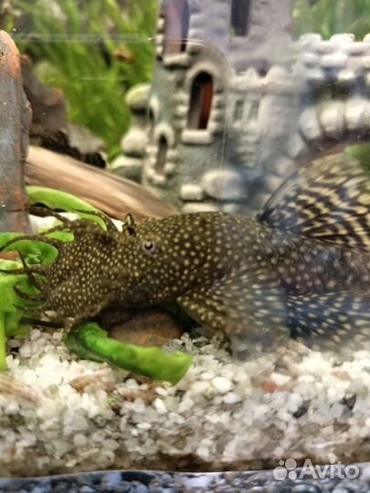 Сомики анциструсы