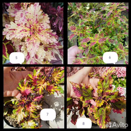 Красавцы Колеусы