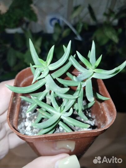 Суккуленты 2