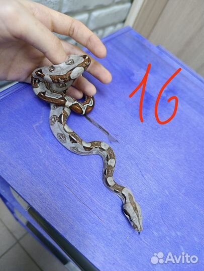 Удав Императорский.Змея