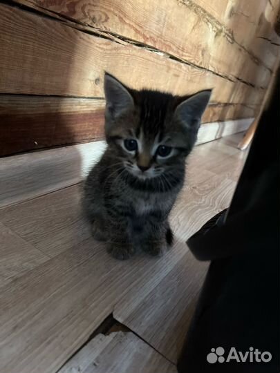 Котенок в добрые руки
