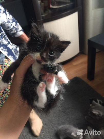 Котята в добрые руки