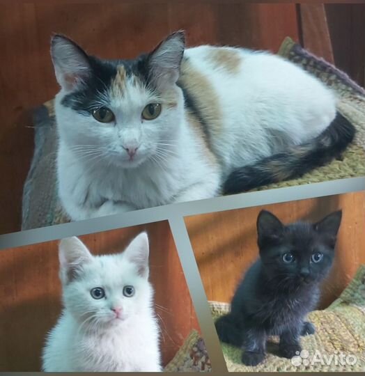 Кошечки в дар