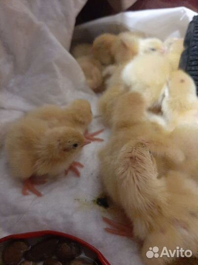 Перепелята суточные